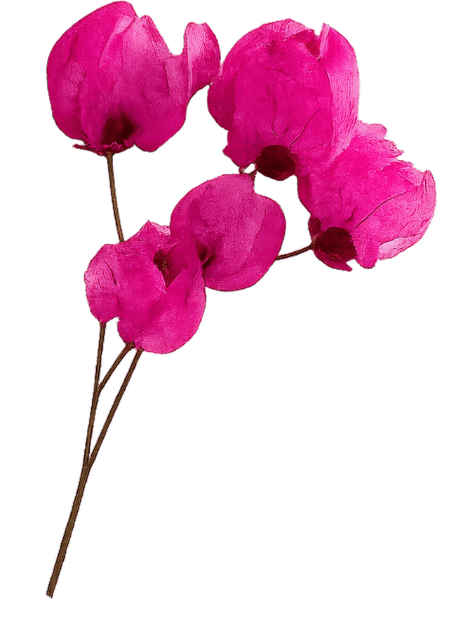 Decorative bougainvillea flowers